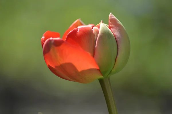 Červená Pivoňka květ — Stock fotografie