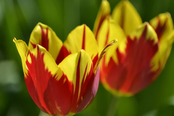 Detalhes de tulipas frescas — Fotografia de Stock