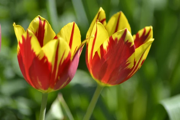 Podrobnosti z čerstvých tulipánů — Stock fotografie