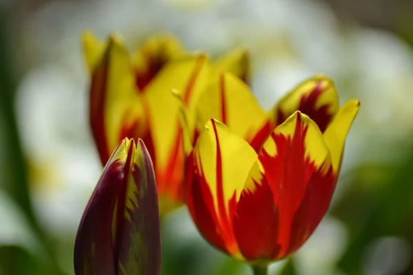 Detalhes de tulipas frescas — Fotografia de Stock
