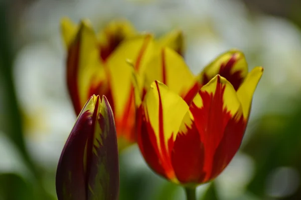 Podrobnosti z čerstvých tulipánů — Stock fotografie