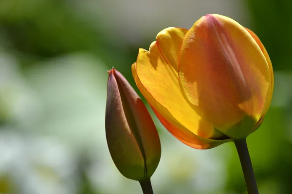 Detalles de tulipanes frescos — Foto de Stock