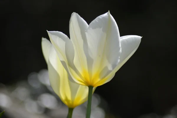 Podrobnosti z čerstvých tulipánů — Stock fotografie