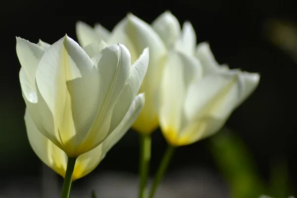 Detalhes de tulipas frescas — Fotografia de Stock