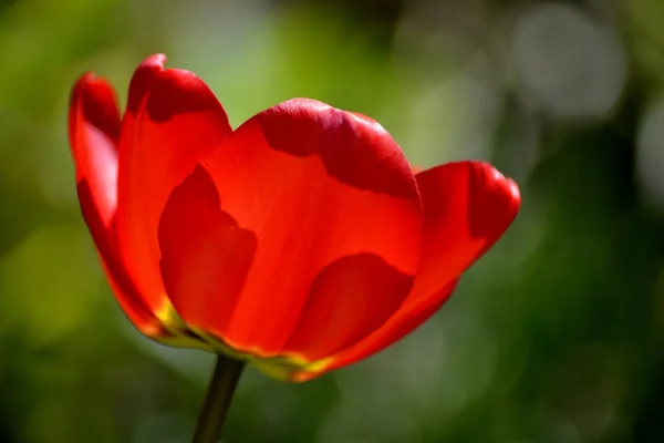 Detalhes de tulipas frescas — Fotografia de Stock