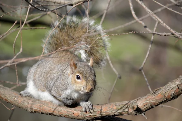 Wild squirrel on branch — Stock Photo, Image