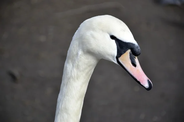 Dettaglio del cigno selvatico — Foto Stock