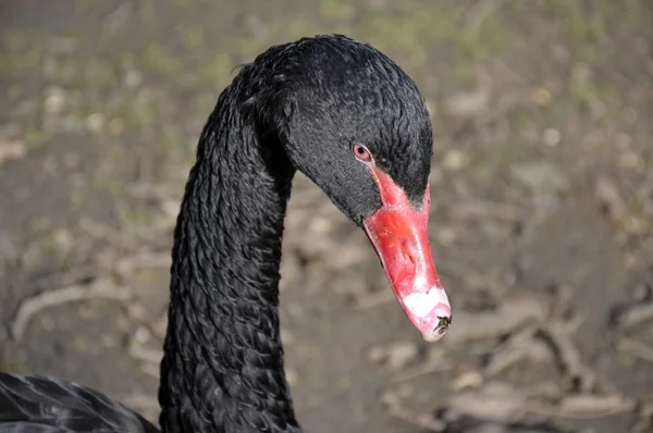 野生のブラック スワン — ストック写真