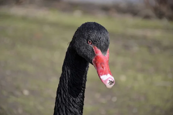Vilda svart svan — Stockfoto
