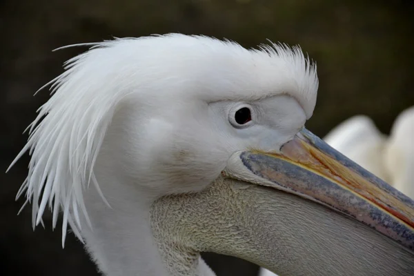 Detail from wild pelican — Stock Photo, Image