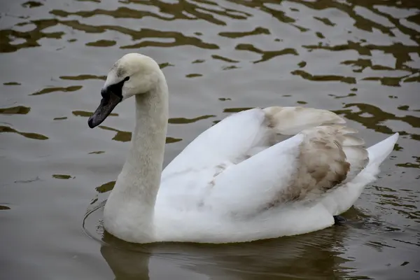 Wild swan — Stockfoto