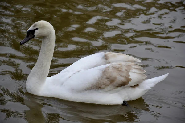 Cigno selvatico — Foto Stock