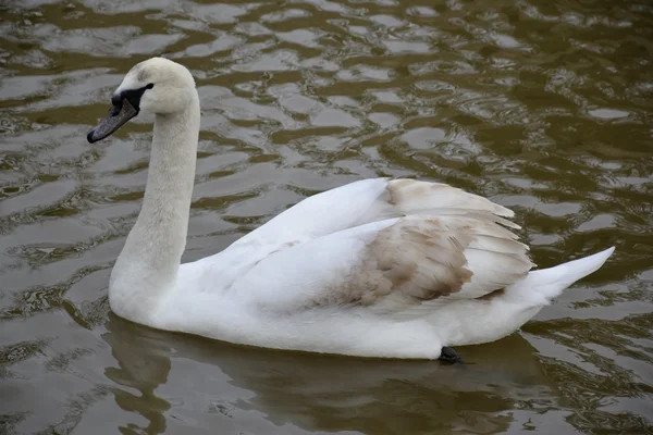 Cigno selvatico — Foto Stock