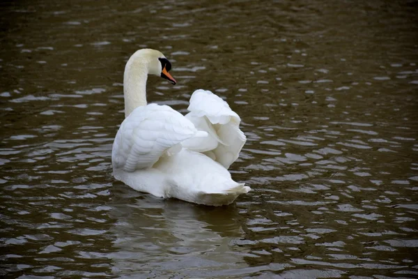 Cisne selvagem — Fotografia de Stock