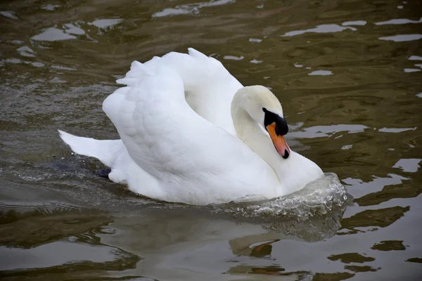 Wild swan — Stockfoto