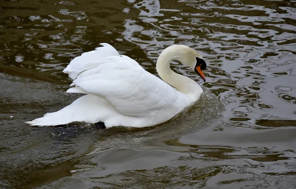 Wildschwan — Stockfoto