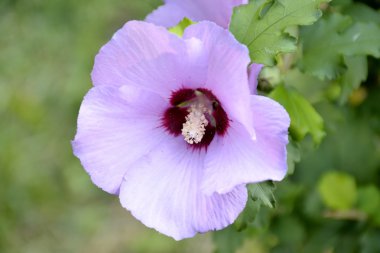 Ortak gül fatma çiçek