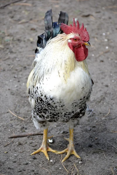 Wild rooster — Stockfoto