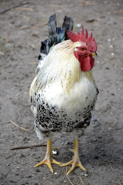 Wild rooster — Stock Photo, Image