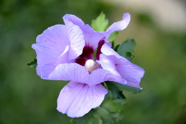 Flor común del hollyhock —  Fotos de Stock