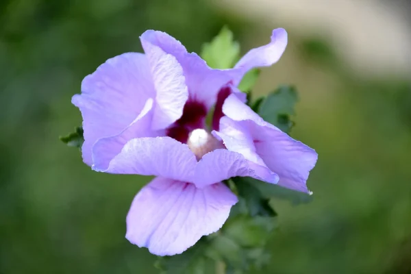 Gemeenschappelijke hollyhock bloem — Stockfoto
