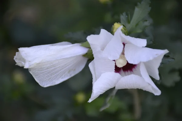 Gemeenschappelijke hollyhock bloem — Stockfoto