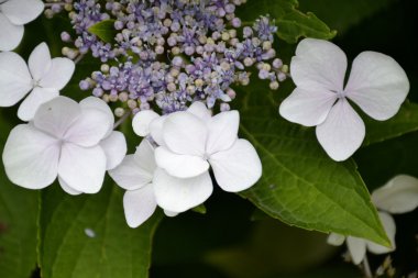 HORTENSIA çiçek yaprakları ile detay