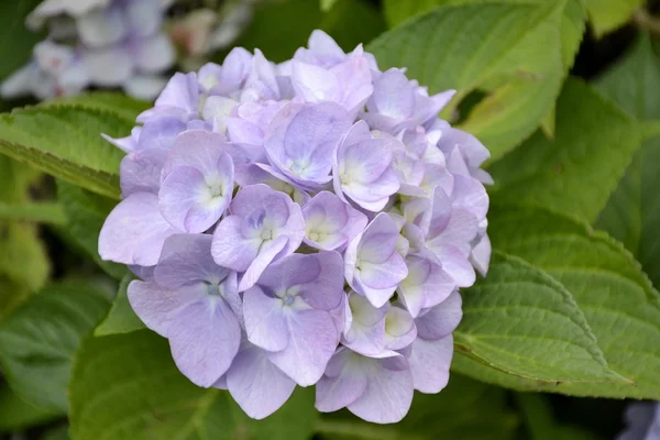 Detail of hortensia flowers with leaves — Stock Photo, Image