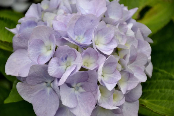 Detail der Hortensienblüten mit Blättern — Stockfoto