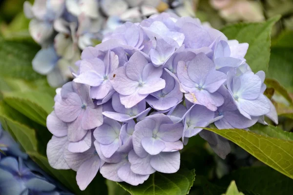 Detail of hortensia flowers with leaves — Stock Photo, Image