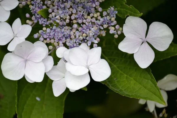 Detail van de bloemen van de hortensia met bladeren — Stockfoto