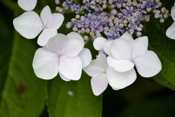 Detail der Hortensienblüten mit Blättern — Stockfoto