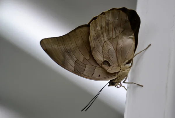 Коричневая крылатая бабочка — стоковое фото