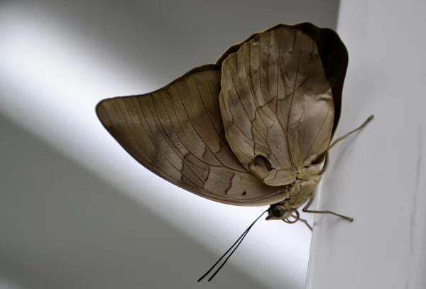 Hnědá okřídlený motýl — Stock fotografie