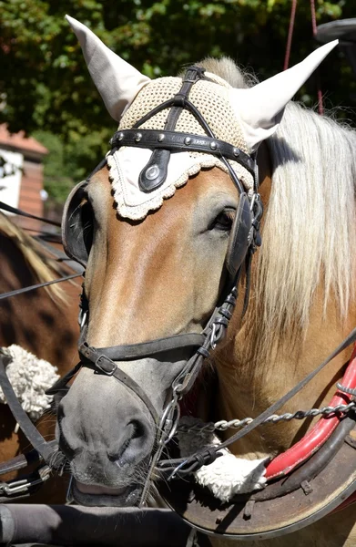 Horse with background — Stock Photo, Image