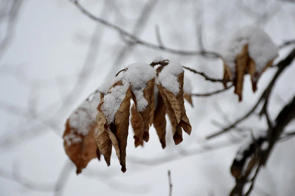 Branche d'arbre congelée — Photo