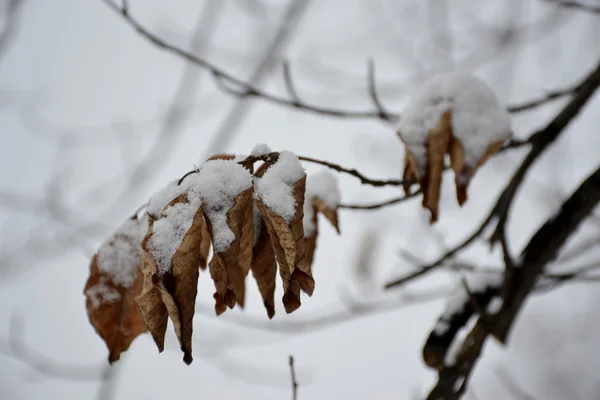 Frozen tree branch — Stock Photo, Image