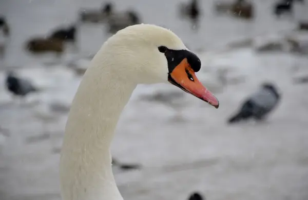 Wild swan with snow — Stock Photo, Image