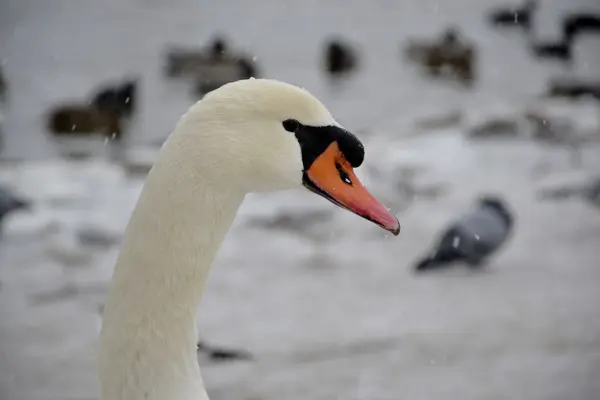 Wild swan with snow — Stock Photo, Image
