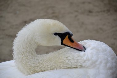 Vahşi kuğu portresi