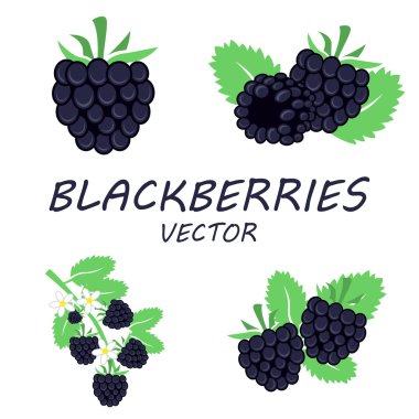 Vektör düz böğürtlen Icons set