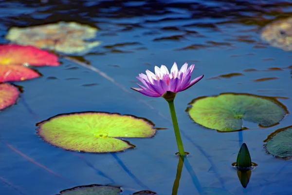 Beautiful pink waterlily with large leaves reflecting in the pond — Stock Photo, Image