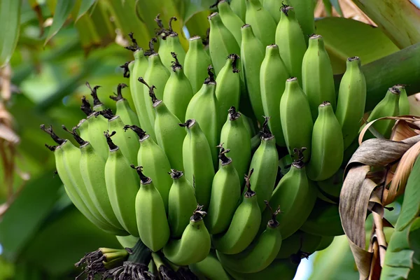 Een bos van groene bananen opknoping van de boom — Stockfoto