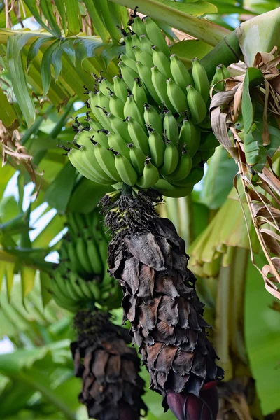 Een bos van groene bananen opknoping van de boom — Stockfoto