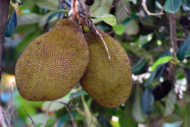 İki jackfruits bir plantasyon Ağaçta asılı