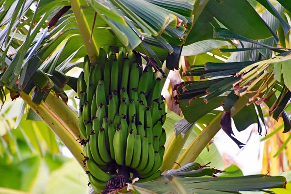 Een bos van groene bananen opknoping van de boom — Stockfoto