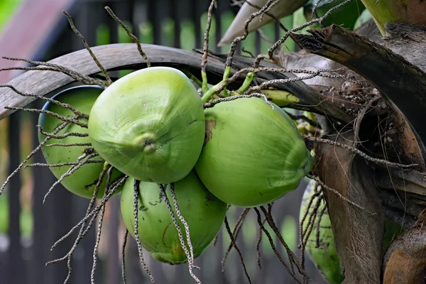 一束绿色的椰子从手掌挂 — 图库照片