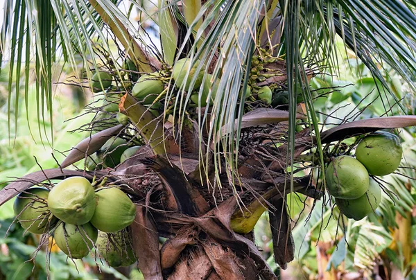 Een heleboel groene kokosnoot opknoping van de palm — Stockfoto