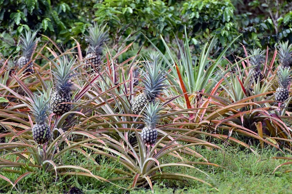 Ananas bir plantasyon içinde büyüyen bir dizi 