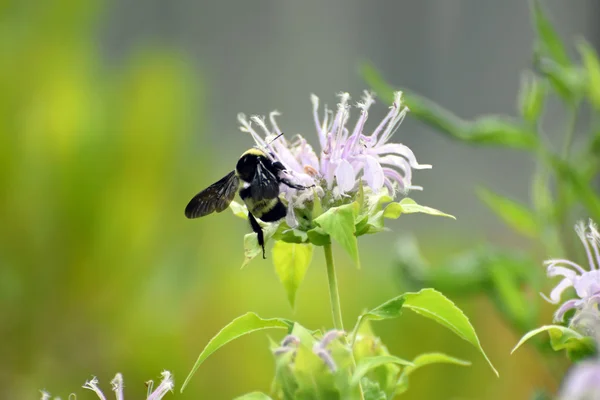 Bumble bee foraging on mauve beebalm flowers — Stock Photo, Image